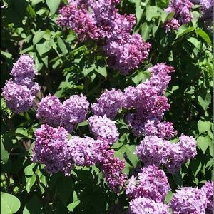 Meet your Posher, Eulene